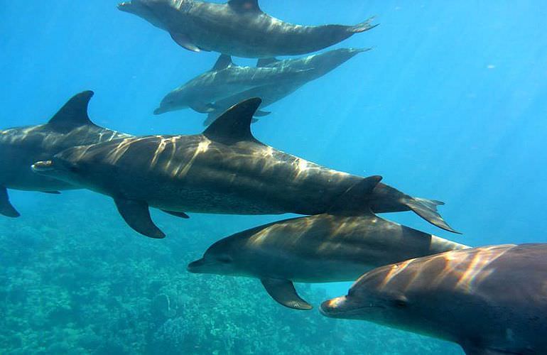 2-tägiger Schnorchelausflug zum Sataya Dolphin Reef von El Quseir