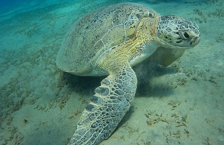 2-tägiger Schnorchelausflug zum Sataya Dolphin Reef von El Quseir