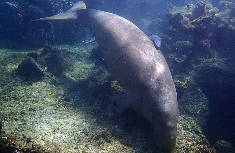 2-tägiger Schnorchelausflug zum Sataya Dolphin Reef von El Quseir