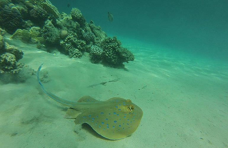 2-tägiger Schnorchelausflug zum Sataya Dolphin Reef von El Quseir