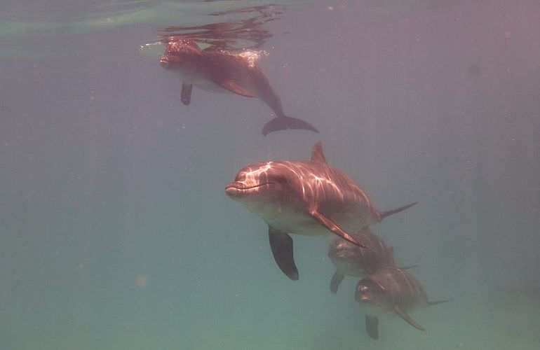 Dolphin House Reef - Ganztägiger Schnorchelausflug ab El Quseir 