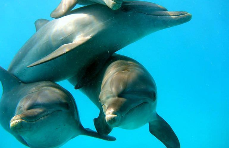 Delfin Tour in El Quseir - Schwimmen mit freilebenden Delfinen