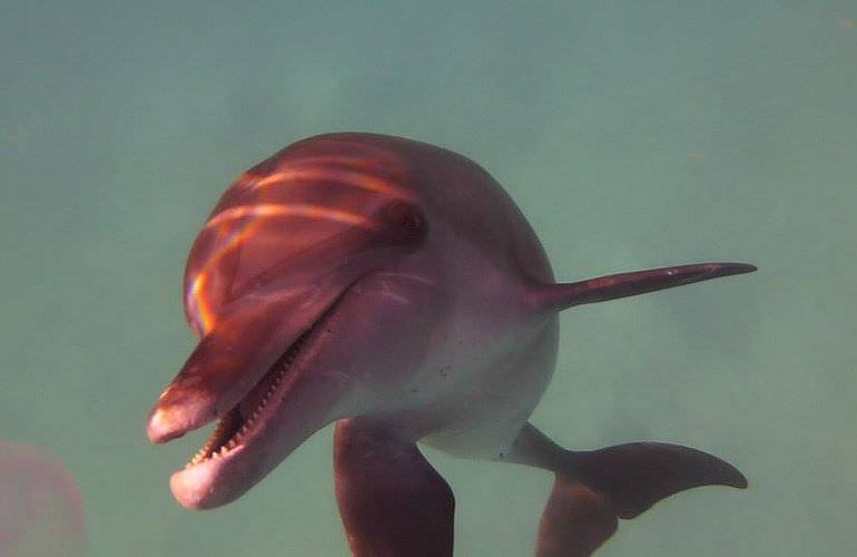 Delfinschwimmen in El Quseir- Begegnung mit Delfinen in freier Wildbahn