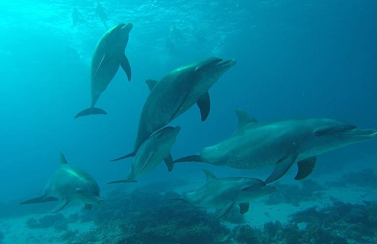 Schnorcheln Dolphin House & Ganztägiger Bootsausflug ab El Quseir 