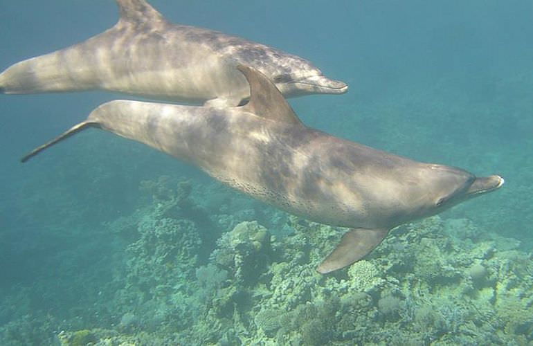 2-tägiger Schnorchelausflug zum Sataya Dolphin Reef von El Quseir