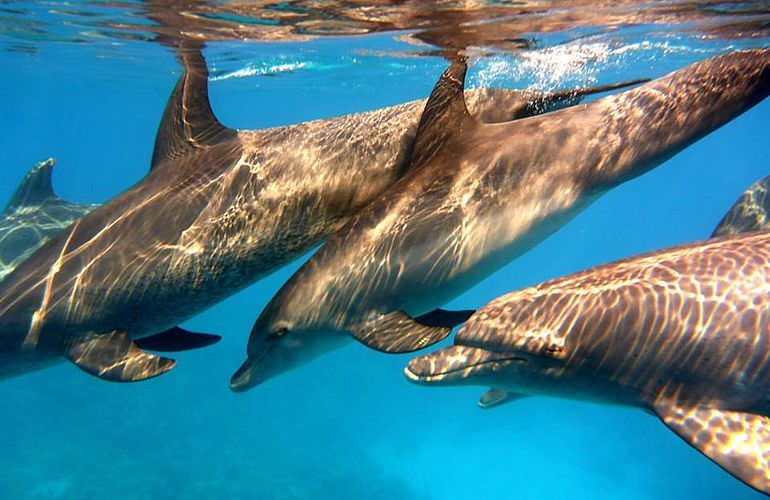 Schnorchelausflug zum Sataya Dolphin Reef von El Quseir aus