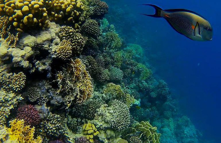 2-tägiger Schnorchelausflug zum Sataya Dolphin Reef von El Quseir