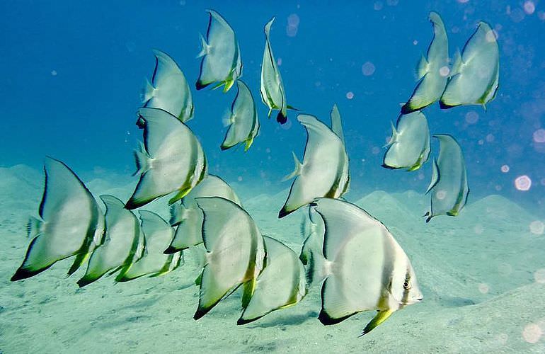 2-tägiger Schnorchelausflug zum Sataya Dolphin Reef von El Quseir