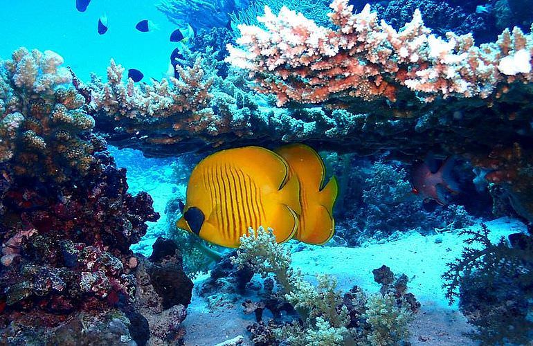 2-tägiger Schnorchelausflug zum Sataya Dolphin Reef von El Quseir