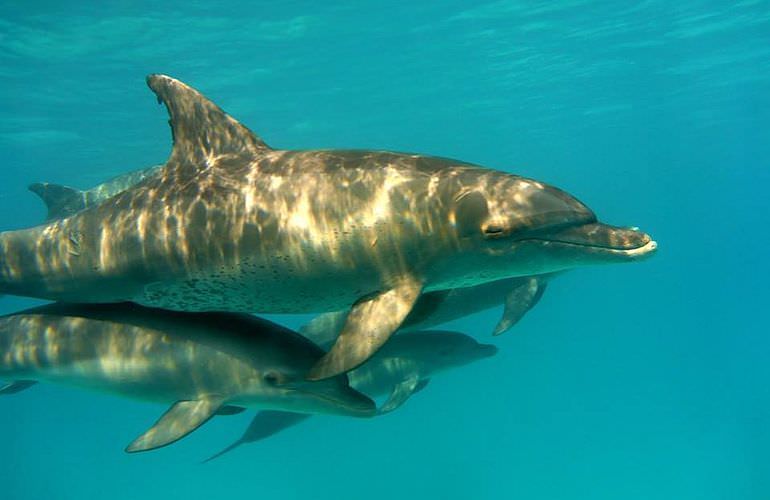 Schnorchelausflug zum Sataya Dolphin Reef von El Quseir aus