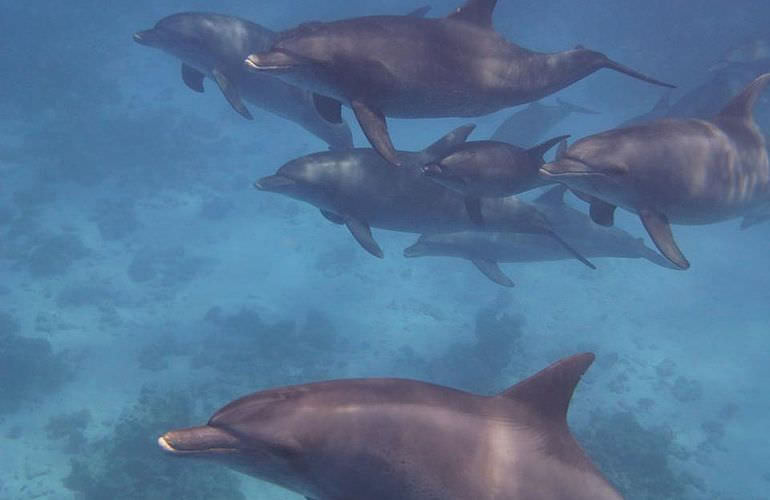 Delfinschwimmen in El Quseir- Begegnung mit Delfinen in freier Wildbahn