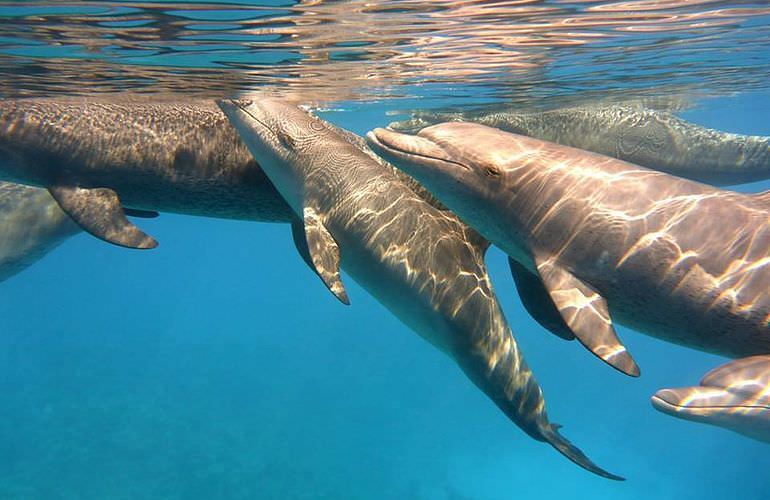 Delfin Tour in El Quseir - Schwimmen mit freilebenden Delfinen