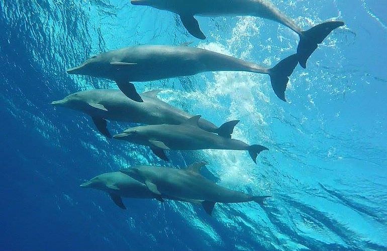 Dolphin House Reef - Ganztägiger Schnorchelausflug ab El Quseir 