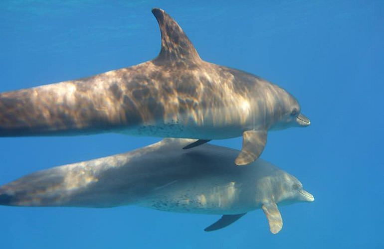 Schnorcheln Dolphin House & Ganztägiger Bootsausflug ab El Quseir 