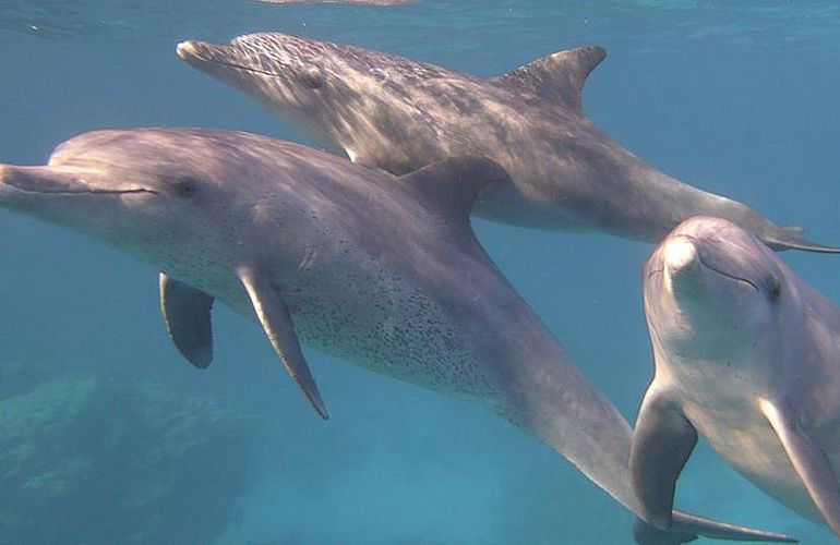 Schnorchelausflug zum Sataya Dolphin Reef von El Quseir aus