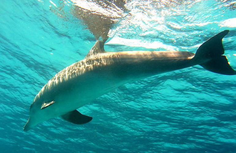 Delfinschwimmen in El Quseir- Begegnung mit Delfinen in freier Wildbahn