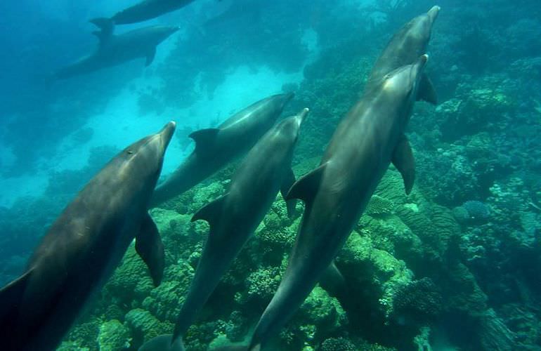 Delfin Tour in El Quseir - Schwimmen mit freilebenden Delfinen