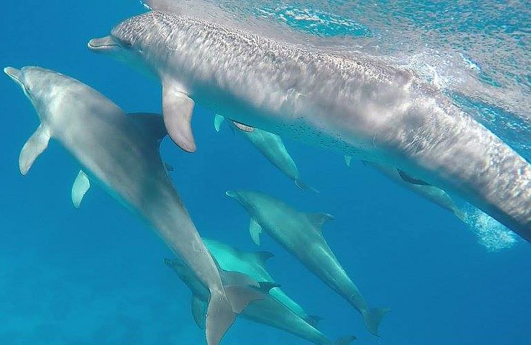 Dolphin House Reef - Ganztägiger Schnorchelausflug ab El Quseir 