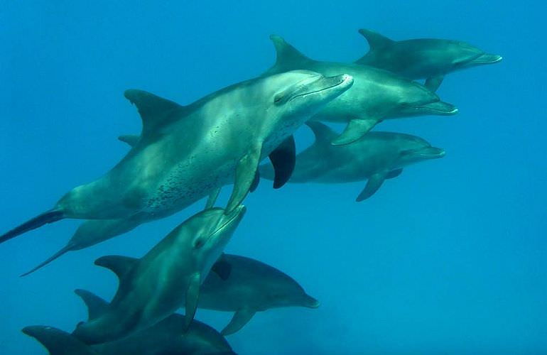 2-tägiger Schnorchelausflug zum Sataya Dolphin Reef von El Quseir