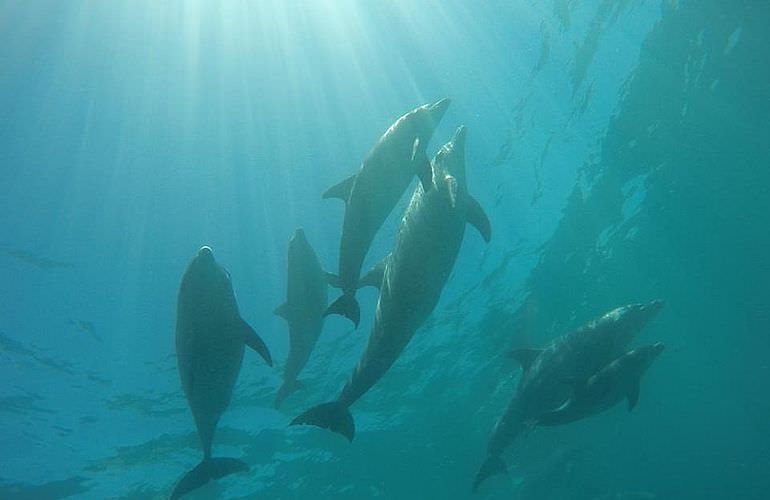 Schnorchelausflug zum Dolphin House Reef (Sha'ab Samadai) ab El Quseir