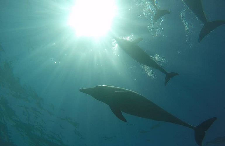 Schnorcheln Dolphin House & Ganztägiger Bootsausflug ab El Quseir 