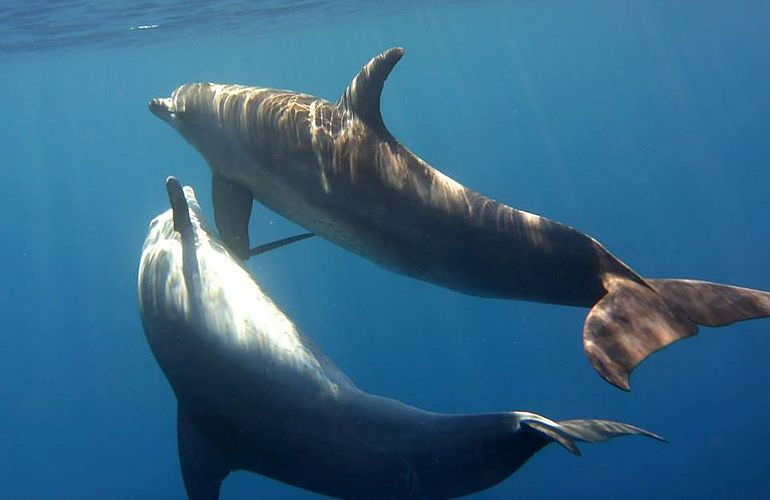 2-tägiger Schnorchelausflug zum Sataya Dolphin Reef von El Quseir