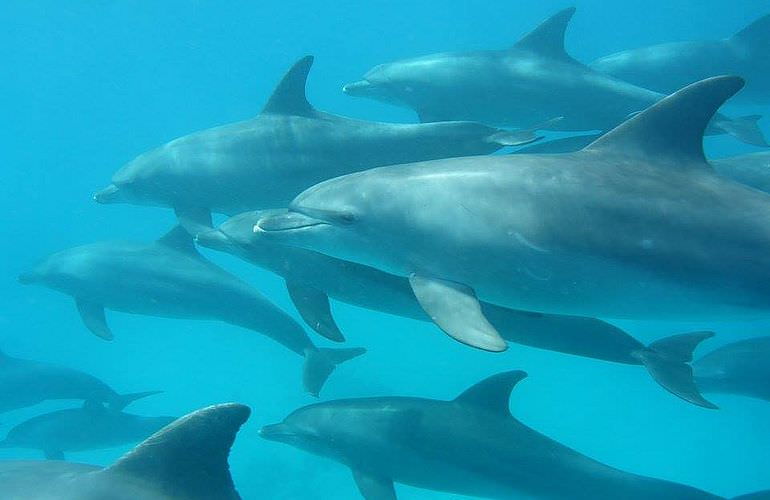 Schnorcheln Dolphin House & Ganztägiger Bootsausflug ab El Quseir 