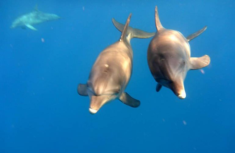 Delfinschwimmen in El Quseir- Begegnung mit Delfinen in freier Wildbahn