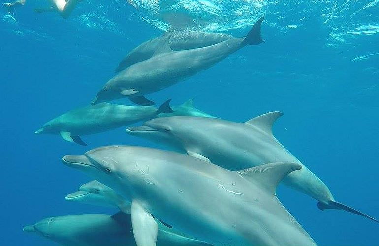 Sataya Dolphin Reef - Ausflug zum Schnorcheln ab El Quseir