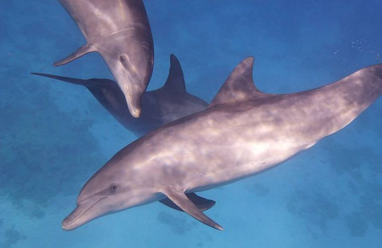 Delfin Tour in El Quseir - Schwimmen mit freilebenden Delfinen