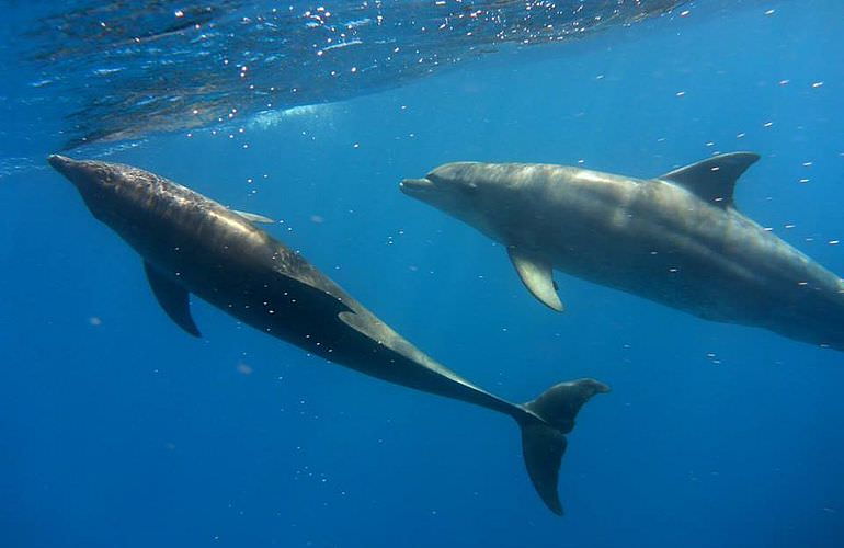 Dolphin House Reef - Ganztägiger Schnorchelausflug ab El Quseir 