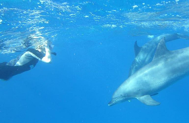 Schnorchelausflug zum Sataya Dolphin Reef von El Quseir aus