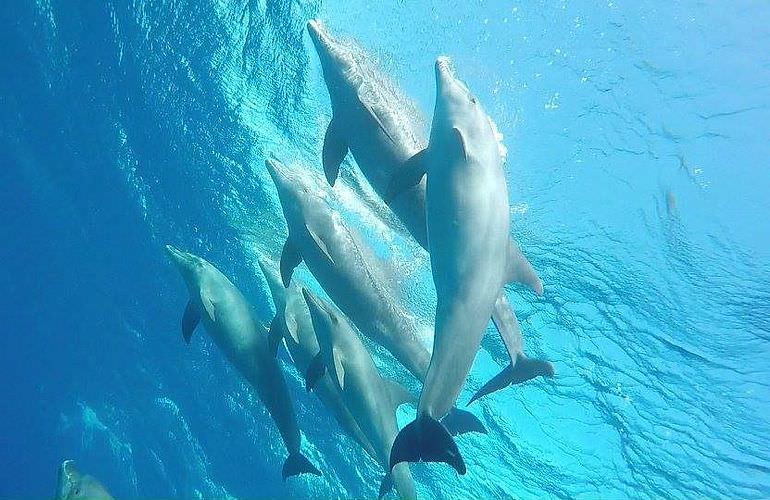 2-tägiger Schnorchelausflug zum Sataya Dolphin Reef von El Quseir