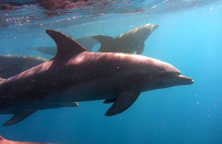 Schnorcheln Dolphin House & Ganztägiger Bootsausflug ab El Quseir 