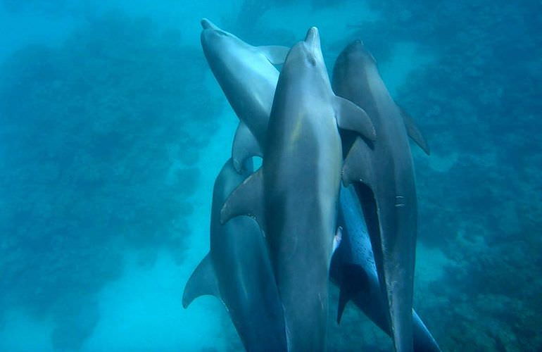 Delfinschwimmen in El Quseir- Begegnung mit Delfinen in freier Wildbahn