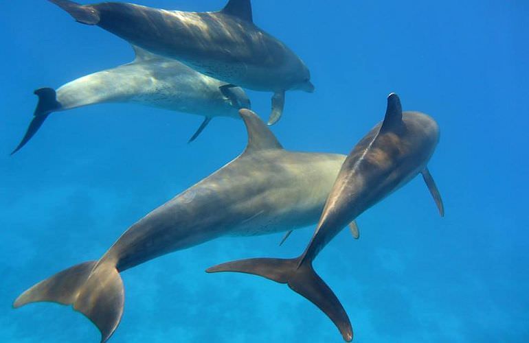 Sataya Dolphin Reef - Ausflug zum Schnorcheln ab El Quseir