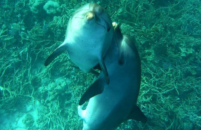 Delfin Tour in El Quseir - Schwimmen mit freilebenden Delfinen