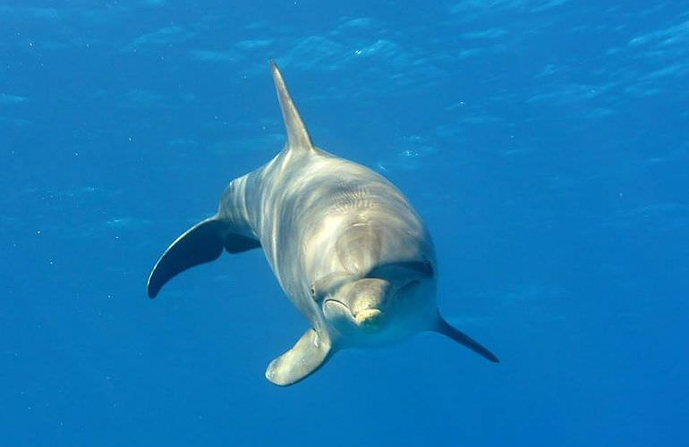 Dolphin House Reef - Ganztägiger Schnorchelausflug ab El Quseir 