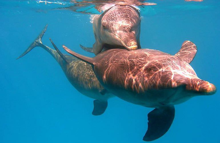 Schnorchelausflug zum Sataya Dolphin Reef von El Quseir aus