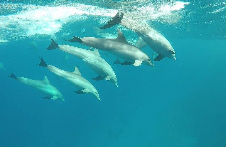 Schnorchelausflug zum Dolphin House Reef (Sha'ab Samadai) ab El Quseir