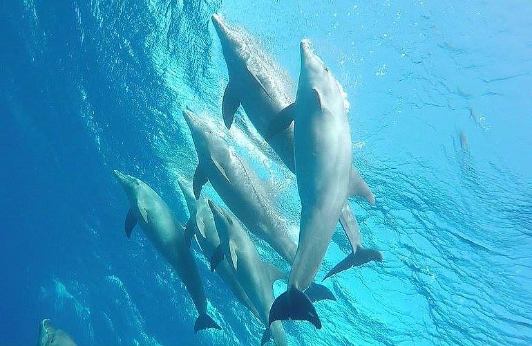 Schnorcheln Dolphin House & Ganztägiger Bootsausflug ab El Quseir 