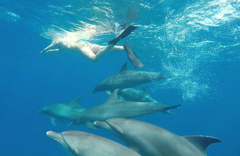 Dolphin House Reef - Ganztägiger Schnorchelausflug ab El Quseir 