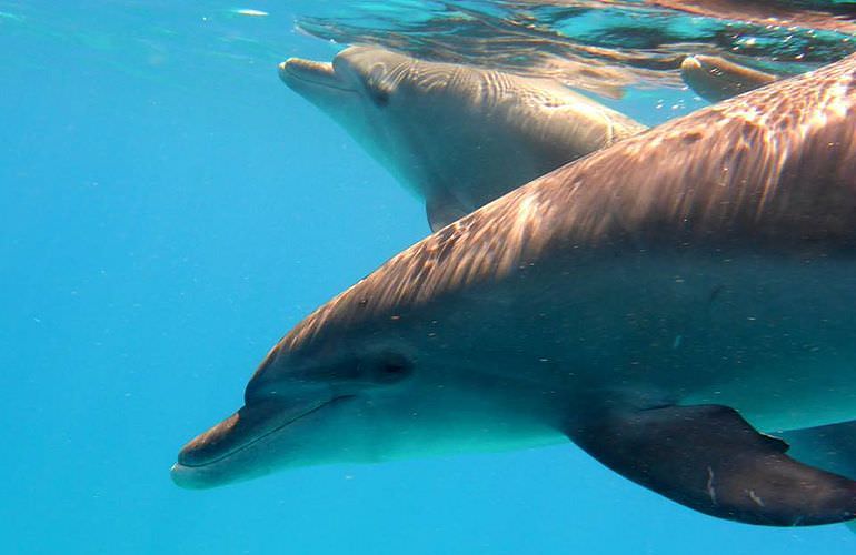 Sataya Dolphin Reef - Ausflug zum Schnorcheln ab El Quseir