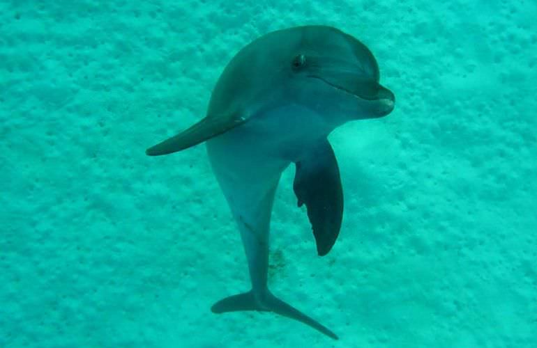 Delfinschwimmen in El Quseir- Begegnung mit Delfinen in freier Wildbahn