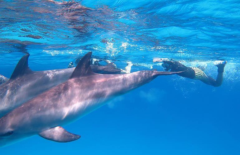 2-tägiger Schnorchelausflug zum Sataya Dolphin Reef von El Quseir