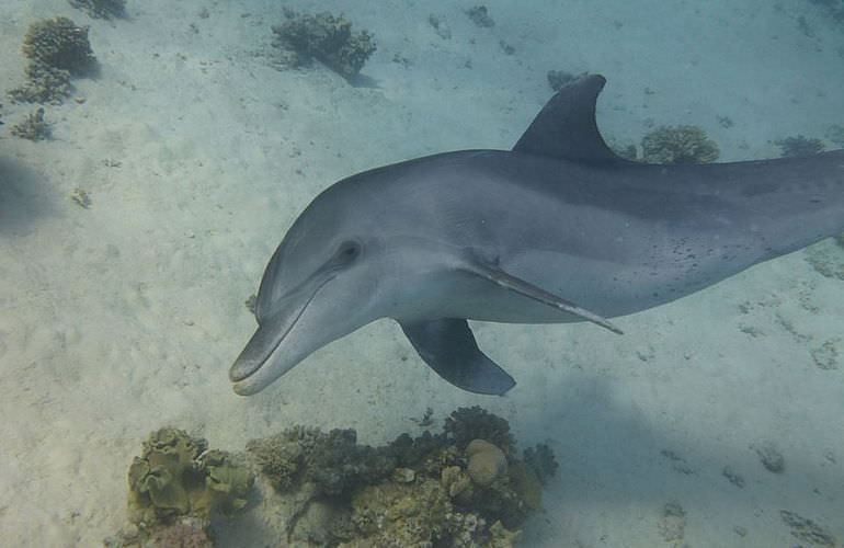 Delfin Tour in El Quseir - Schwimmen mit freilebenden Delfinen