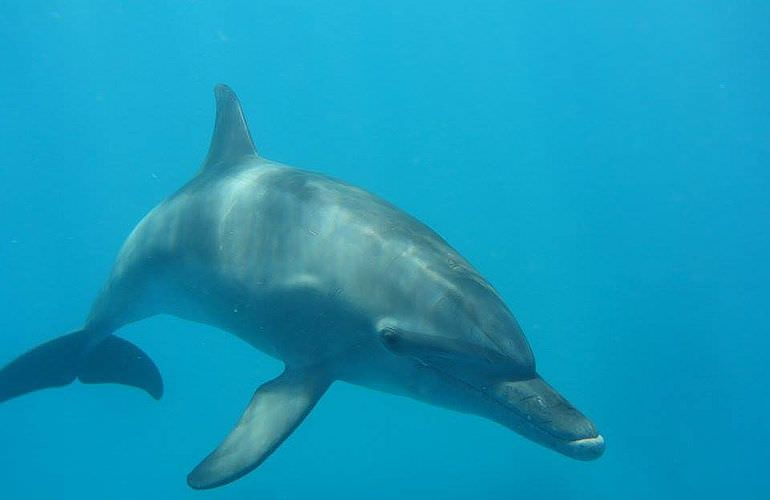 Schnorchelausflug zum Sataya Dolphin Reef von El Quseir aus