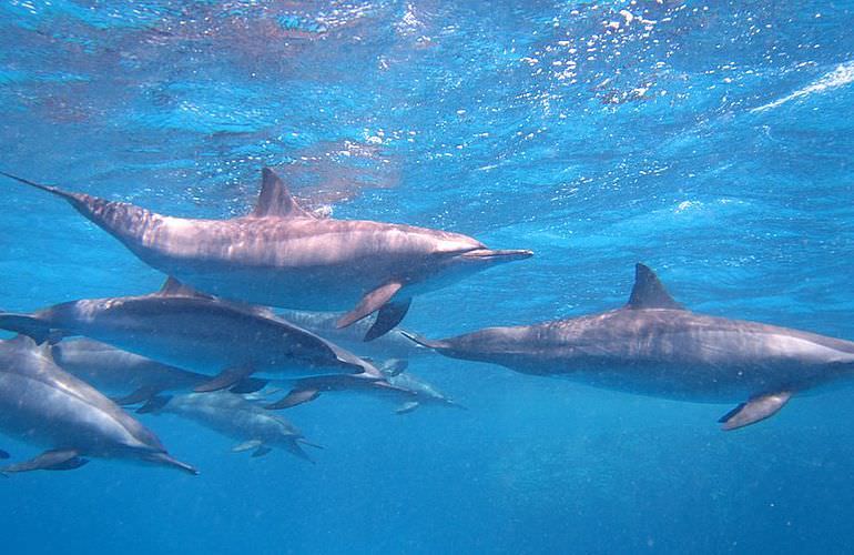 Schnorcheln Dolphin House & Ganztägiger Bootsausflug ab El Quseir 