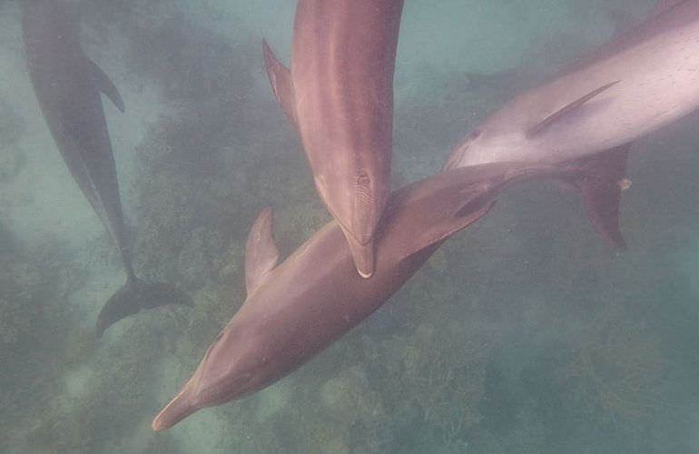 Dolphin House Reef - Ganztägiger Schnorchelausflug ab El Quseir 