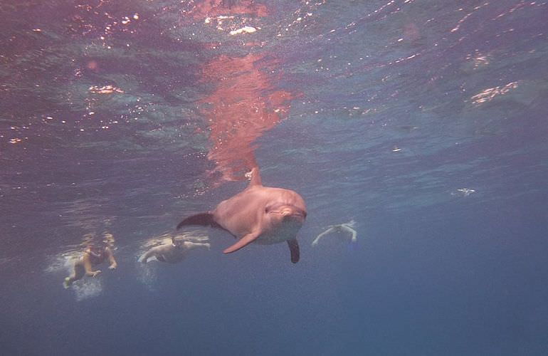 Sataya Dolphin Reef - Ausflug zum Schnorcheln ab El Quseir